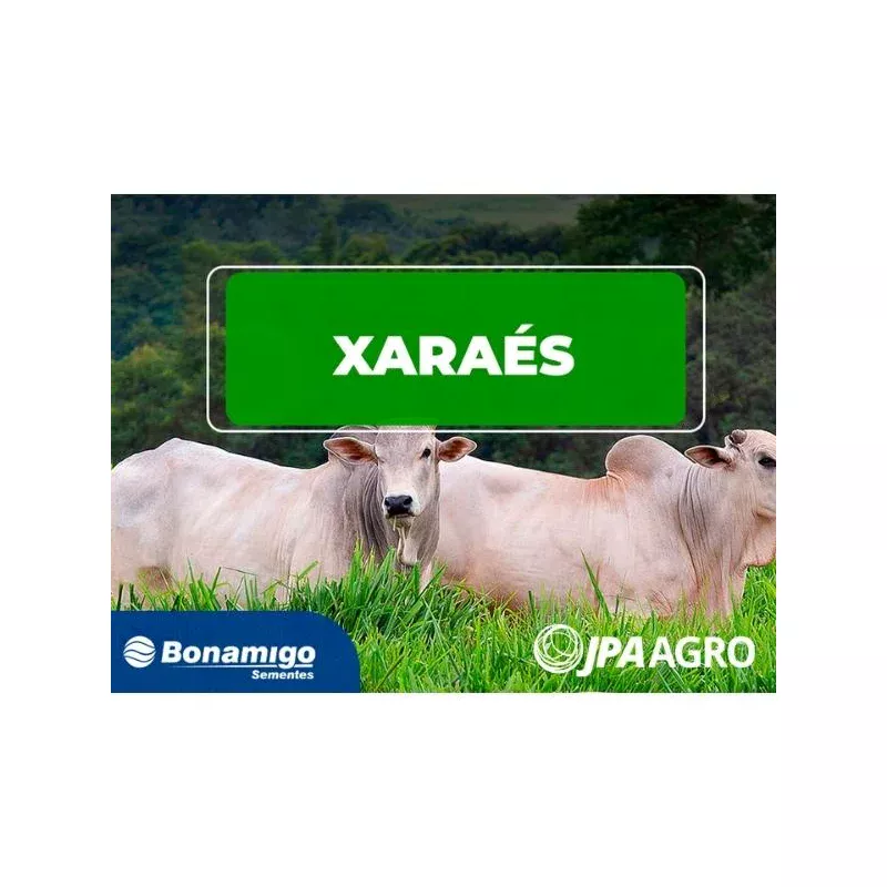 Semente de Brachiaria Brizantha cv. Xaraés (MG-5)