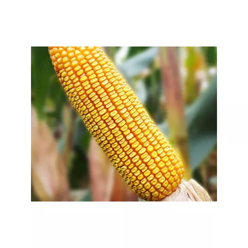 BM 3088