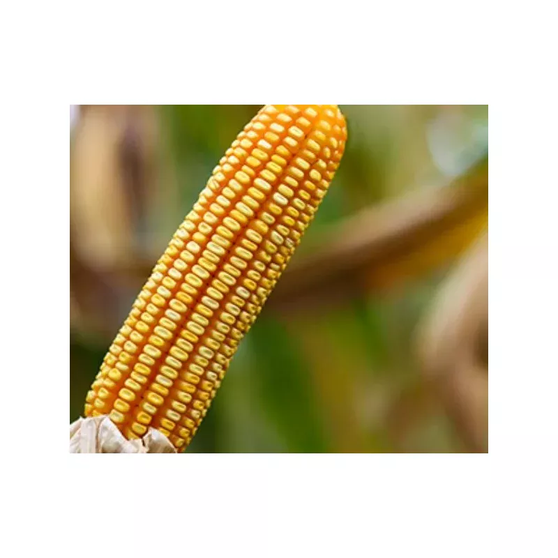 BM 709
