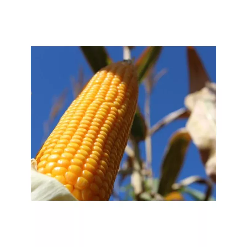 BM 3077