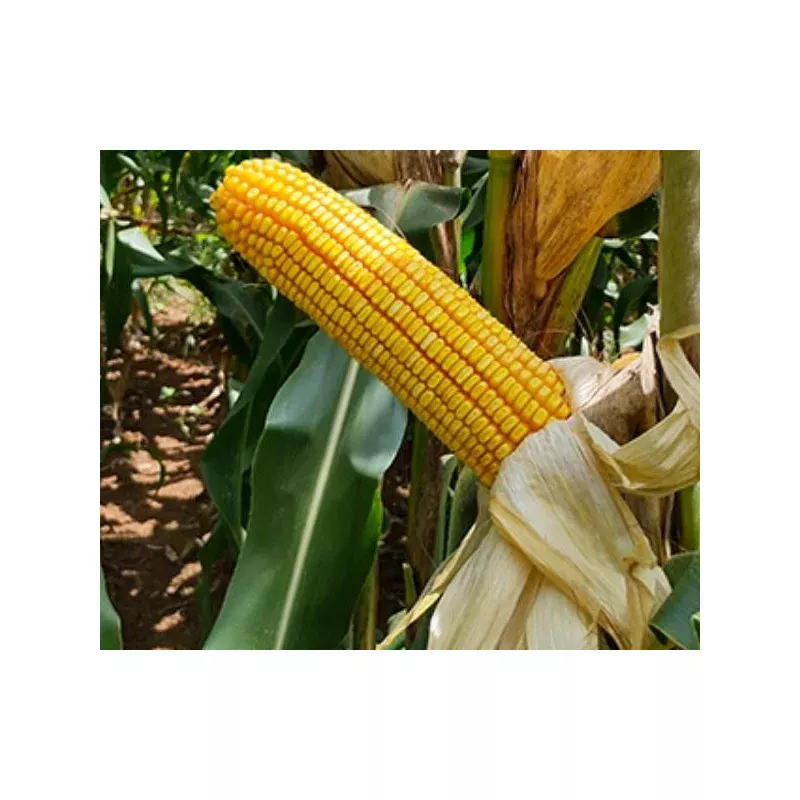 BM 3069