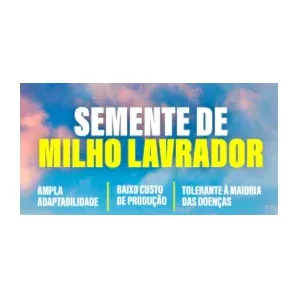 Milho Variedade Lavrador