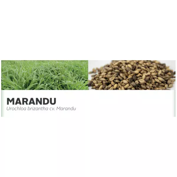 MARANDU - Urochloa brizantha cv. MaranduSuper