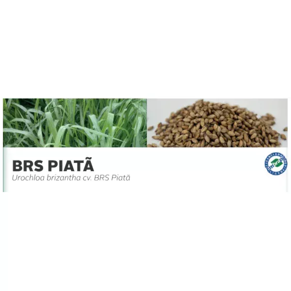 BRS PIATÃ - Urochloa brizantha cv. BRS Piatã