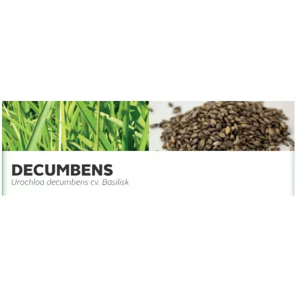 DECUMBENS - Urochloa decumbens cv. Basilisk