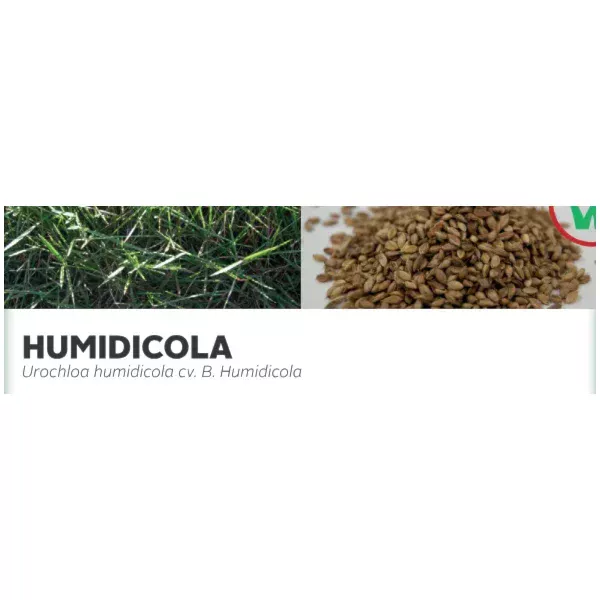 HUMIDICOLA - Urochloa humidicola cv. B. Humidicola