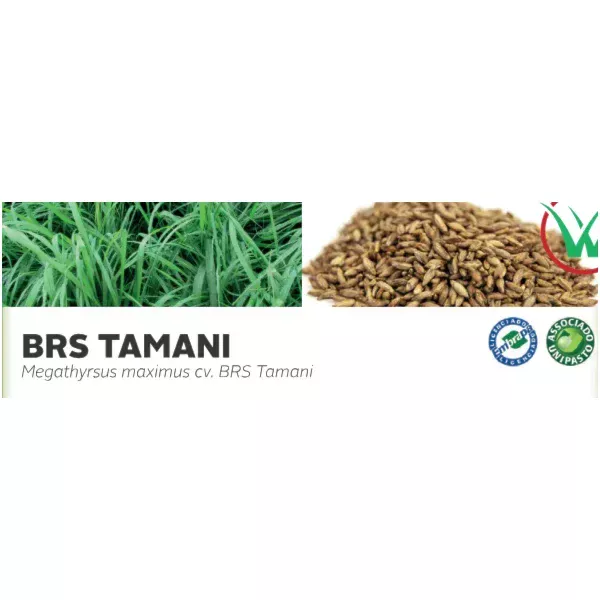BRS TAMANI - Megathyrsus maximus cv. BRS Tamani