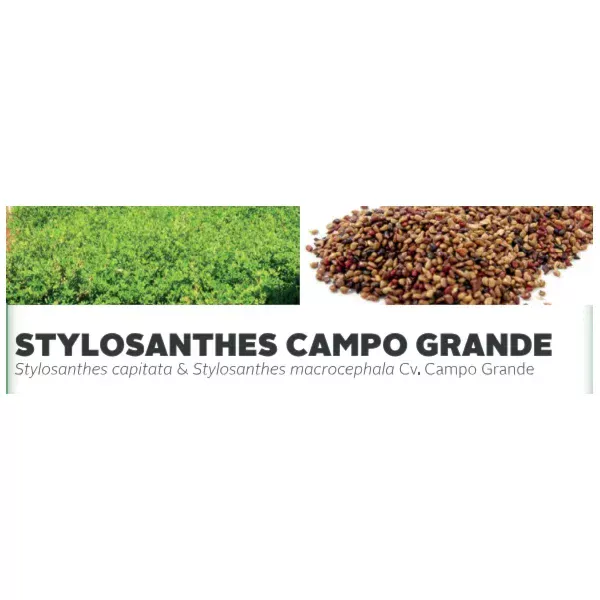 STYLOSANTHES CAMPO GRANDE