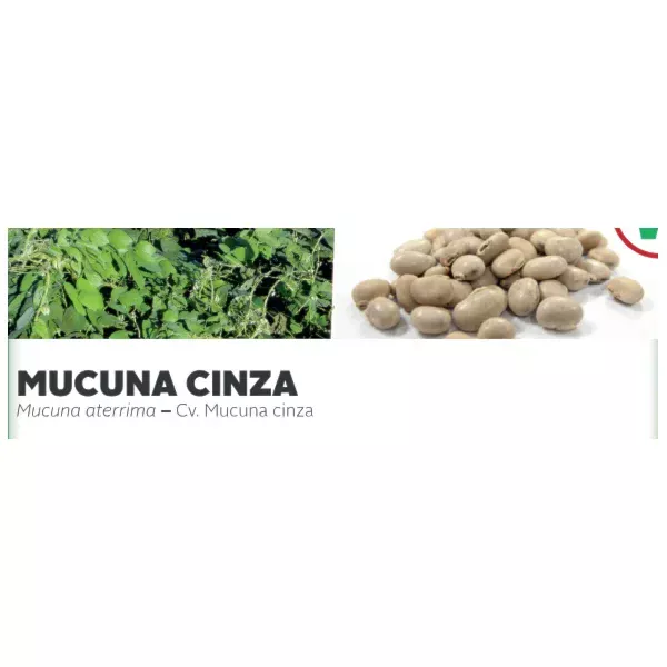 MUCUNA CINZA - Mucuna aterrima – Cv. Mucuna cinza