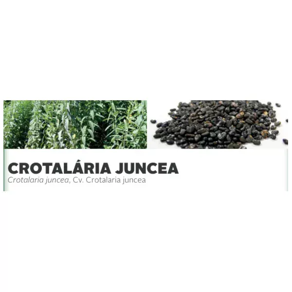CROTALÁRIA JUNCEA - Crotalaria juncea, Cv. Crotalaria juncea