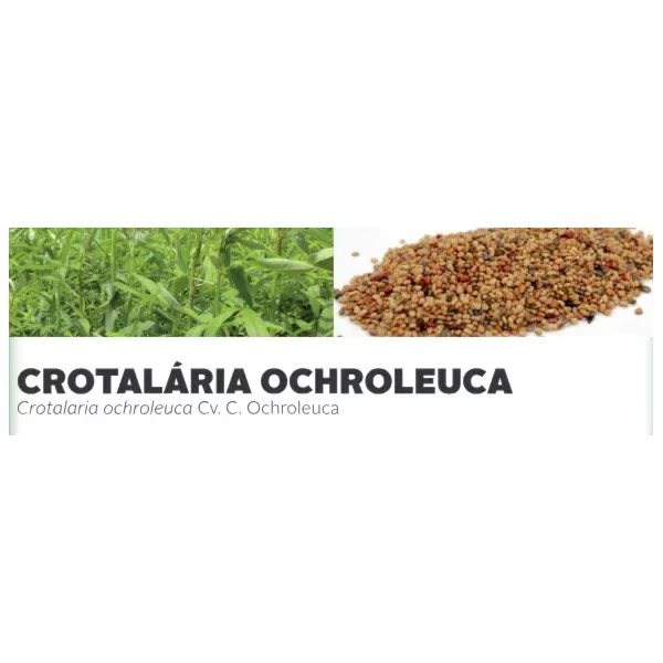 CROTALÁRIA OCHROLEUCA - Crotalaria ochroleuca Cv. C. Ochroleu