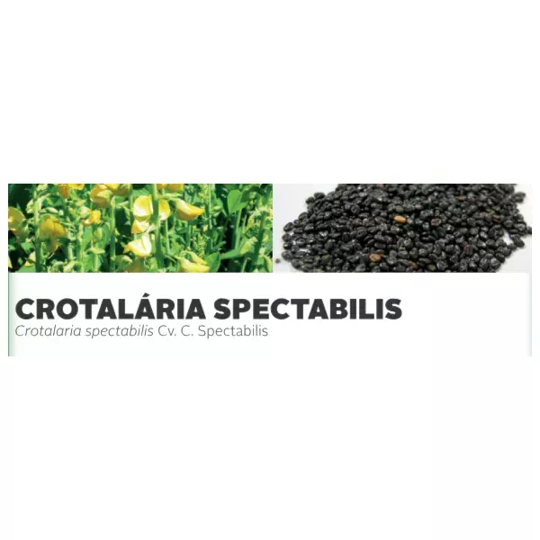 CROTALÁRIA SPECTABILIS - Crotalaria spectabilis Cv. C. Spec