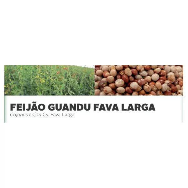 FEIJÃO GUANDU FAVA LARGA - Cajanus cajan Cv. Fava Larga