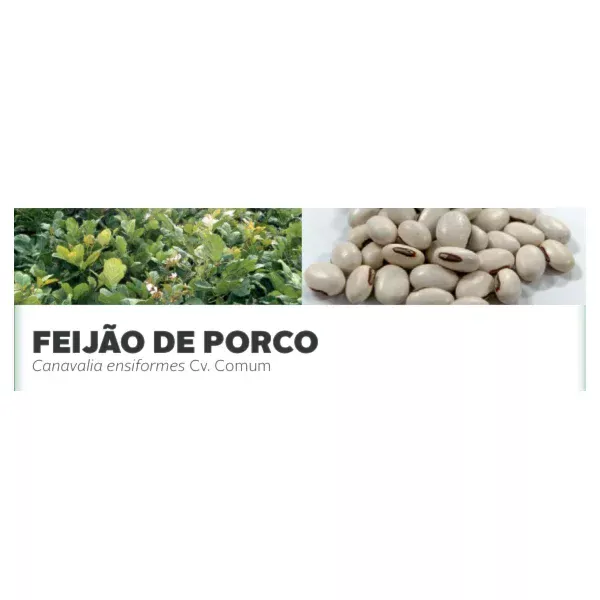 FEIJÃO DE PORCO - Canavalia ensiformes Cv. Comu