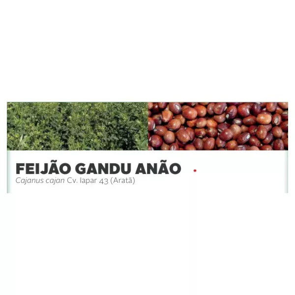FEIJÃO GANDU ANÃO Cajanus cajan Cv. Iapar 43 (Aratã)