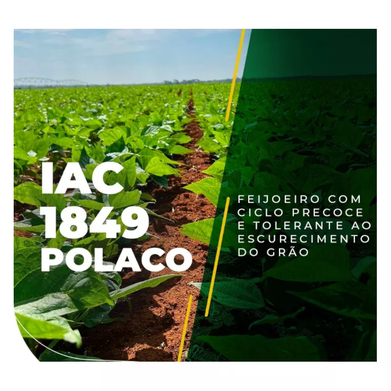 IAC 1849 POLACO