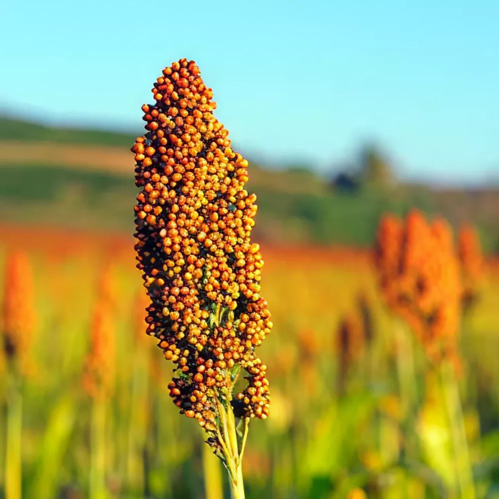 SORGO GRARIFE